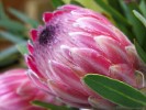 Protea Pin Ice
